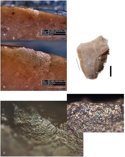 Este estudio piloto revela algunos patrones iniciales en relación con el procesamiento de los restos de aves que tienen que ver con las interpretaciones arqueológicas de conjuntos similares.